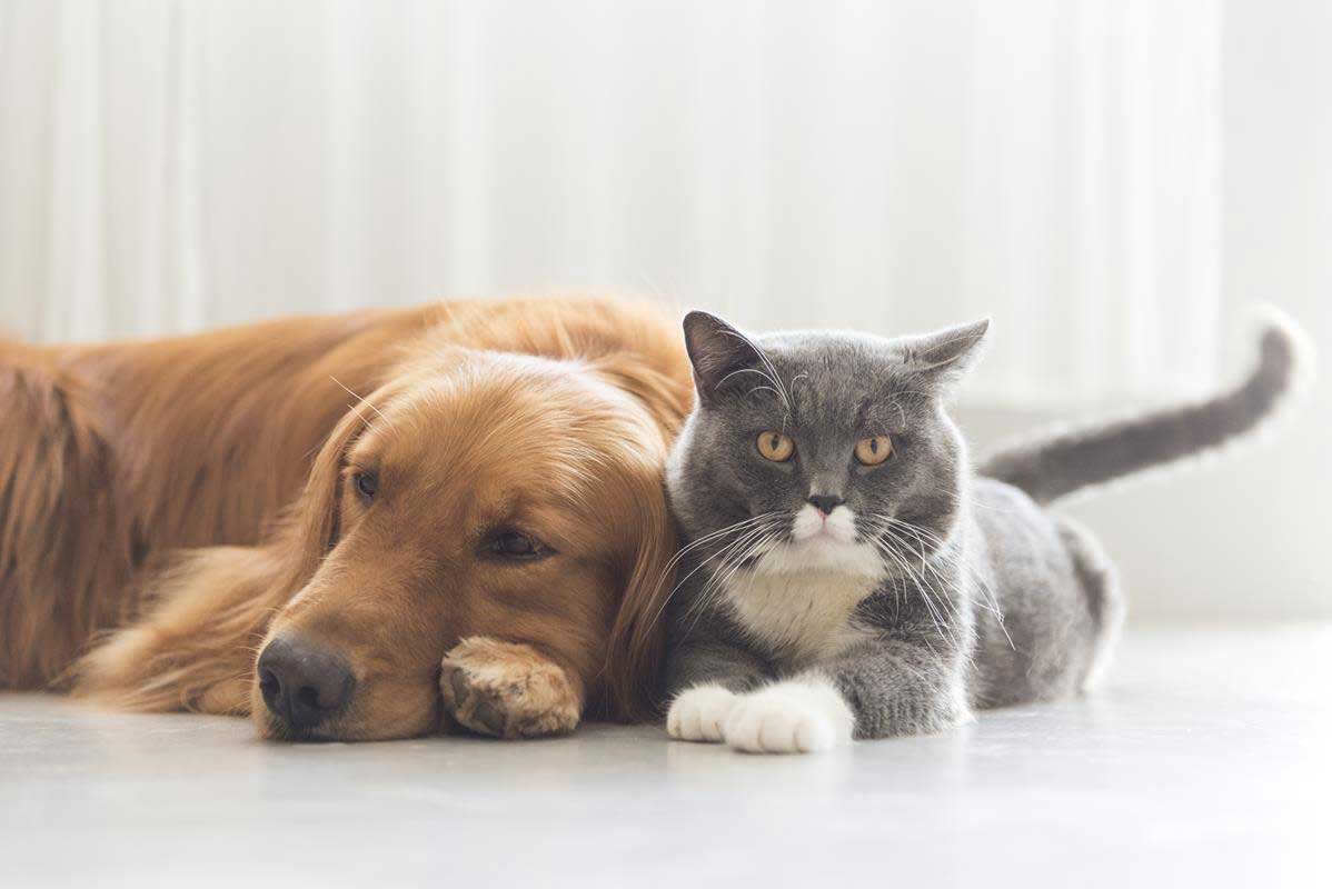 about our veterinary practice  Gurabo, PR