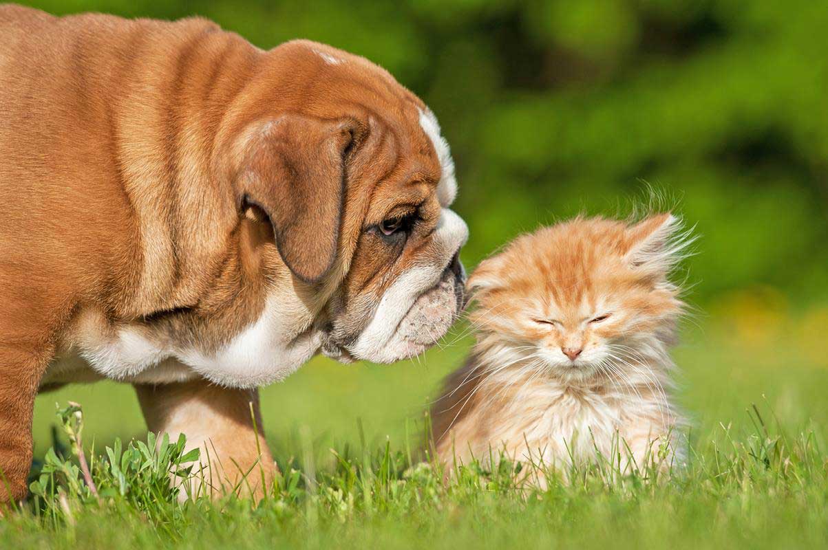 Puppy & Kitten Care  Gurabo, PR