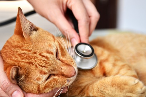 veterinary services  Gurabo, PR
